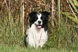 BORDER COLLIE 1386
